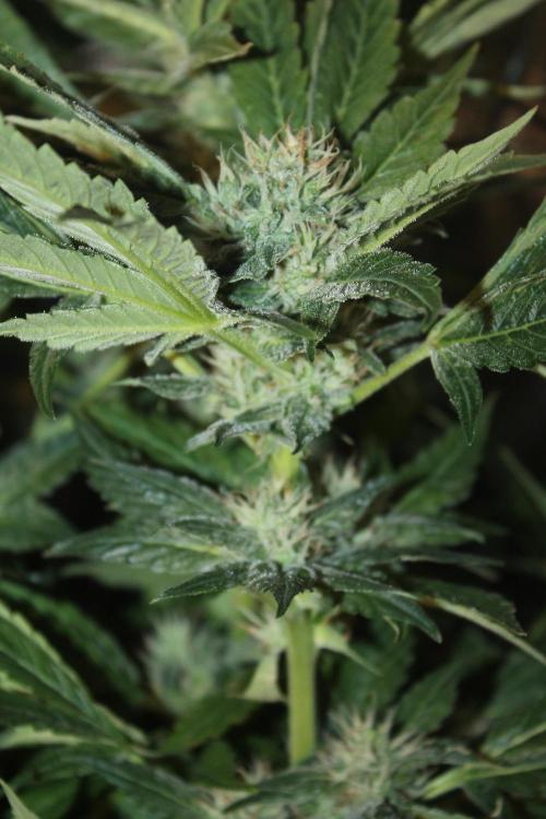 Frozen Black Cherry (Anesia Seeds). Week 11 - Day 76 - Day 42 on 12/12