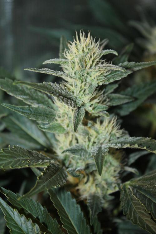 Frozen Black Cherry (Anesia Seeds). Week 11 - Day 76 - Day 42 on 12/12