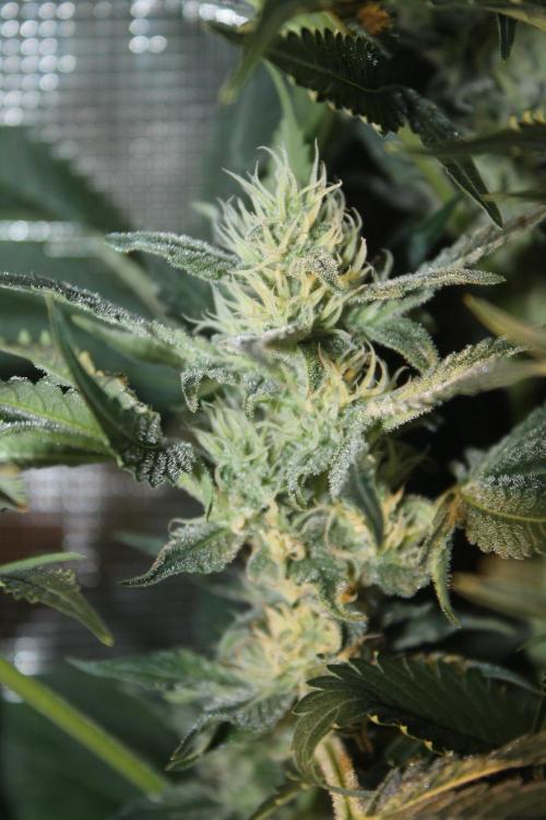 Frozen Black Cherry (Anesia Seeds). Week 11 - Day 76 - Day 42 on 12/12