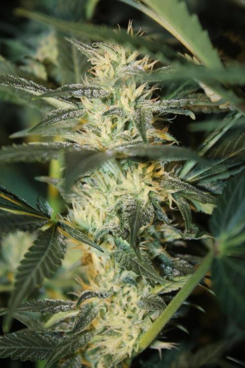 Frozen Black Cherry (Anesia Seeds). Week 11 - Day 76 - Day 42 on 12/12