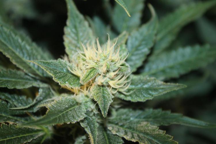 Frozen Black Cherry (Anesia Seeds). Week 11 - Day 76 - Day 42 on 12/12