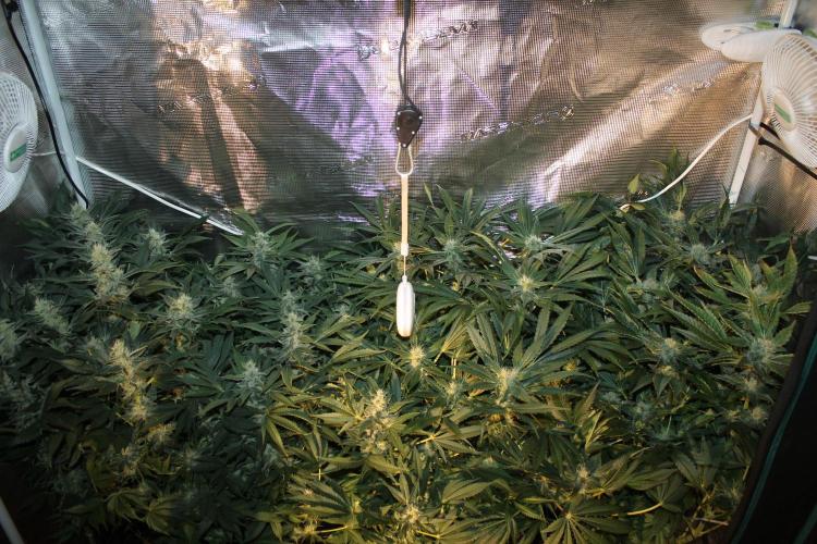 Frozen Black Cherry (Anesia Seeds). Week 12 - Day 79 - Day 45 on 12/12