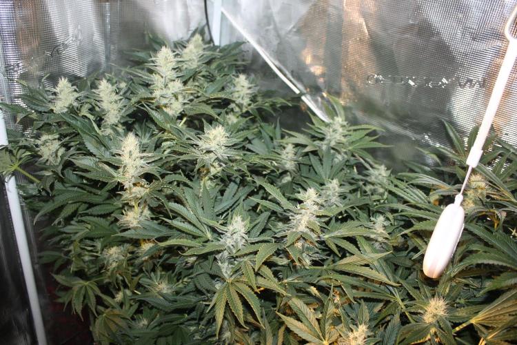 Frozen Black Cherry (Anesia Seeds). Week 12 - Day 79 - Day 45 on 12/12