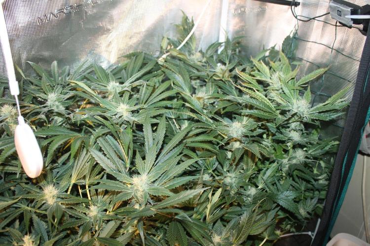 Frozen Black Cherry (Anesia Seeds). Week 12 - Day 79 - Day 45 on 12/12