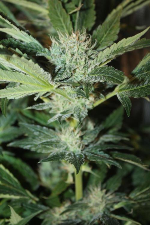 Frozen Black Cherry (Anesia Seeds). Week 12 - Day 79 - Day 45 on 12/12