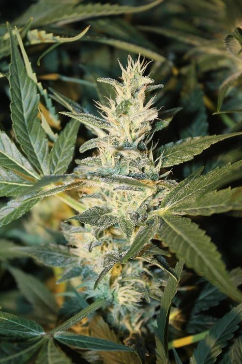 Frozen Black Cherry (Anesia Seeds). Week 12 - Day 79 - Day 45 on 12/12