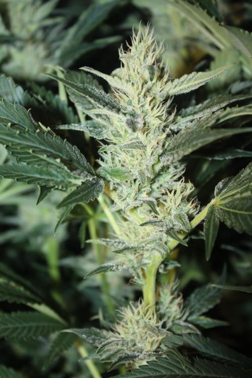 Frozen Black Cherry (Anesia Seeds). Week 12 - Day 79 - Day 45 on 12/12
