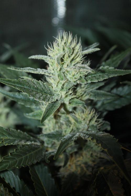 Frozen Black Cherry (Anesia Seeds). Week 12 - Day 79 - Day 45 on 12/12