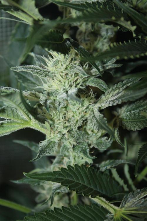Frozen Black Cherry (Anesia Seeds). Week 12 - Day 79 - Day 45 on 12/12
