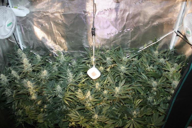 Frozen Black Cherry (Anesia Seeds). Week 12 - Day 83 - Day 49 on 12/12