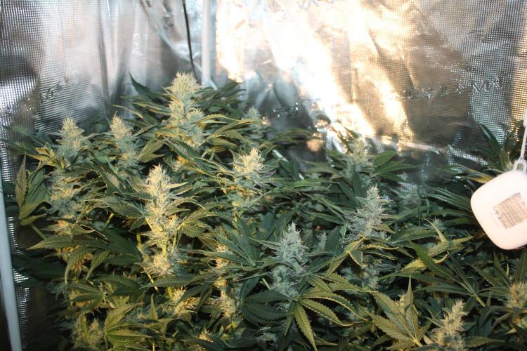 Frozen Black Cherry (Anesia Seeds). Week 12 - Day 83 - Day 49 on 12/12