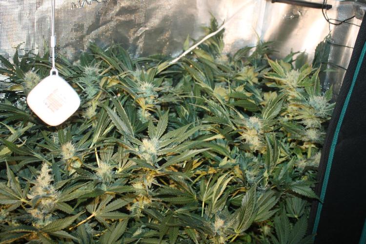 Frozen Black Cherry (Anesia Seeds). Week 12 - Day 83 - Day 49 on 12/12