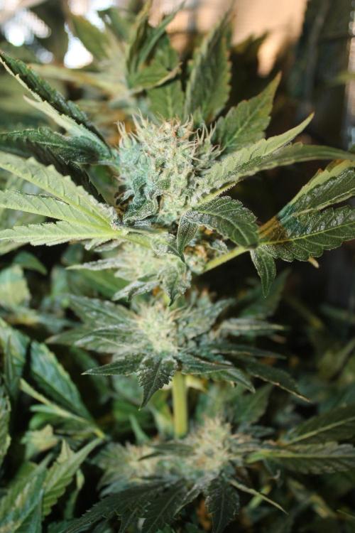 Frozen Black Cherry (Anesia Seeds). Week 12 - Day 83 - Day 49 on 12/12