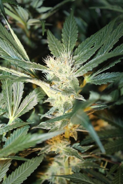 Frozen Black Cherry (Anesia Seeds). Week 12 - Day 83 - Day 49 on 12/12