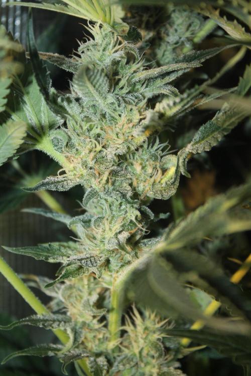 Frozen Black Cherry (Anesia Seeds). Week 12 - Day 83 - Day 49 on 12/12
