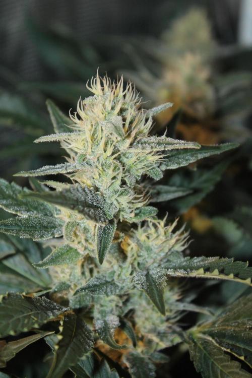 Frozen Black Cherry (Anesia Seeds). Week 12 - Day 83 - Day 49 on 12/12