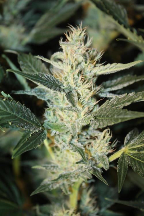 Frozen Black Cherry (Anesia Seeds). Week 12 - Day 83 - Day 49 on 12/12