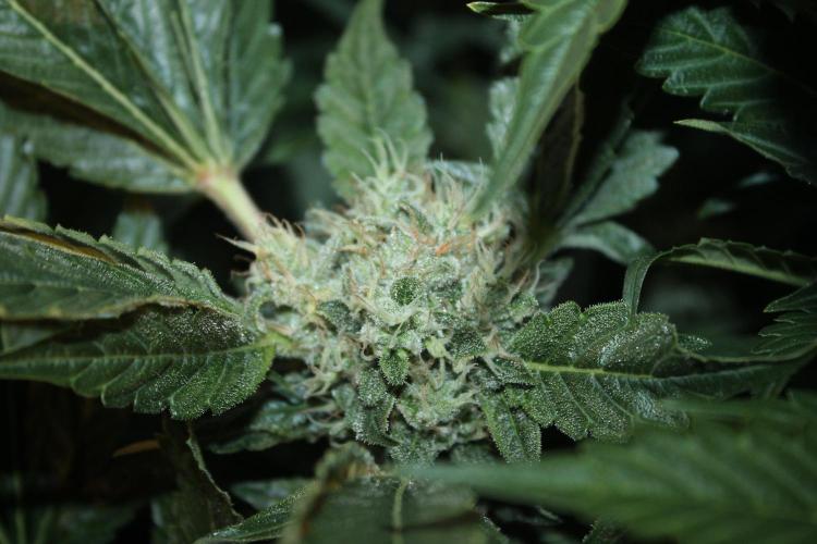 Frozen Black Cherry (Anesia Seeds). Week 12 - Day 83 - Day 49 on 12/12
