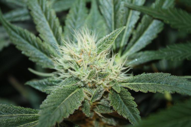 Frozen Black Cherry (Anesia Seeds). Week 12 - Day 83 - Day 49 on 12/12