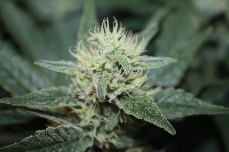 Frozen Black Cherry (Anesia Seeds). Week 12 - Day 83 - Day 49 on 12/12