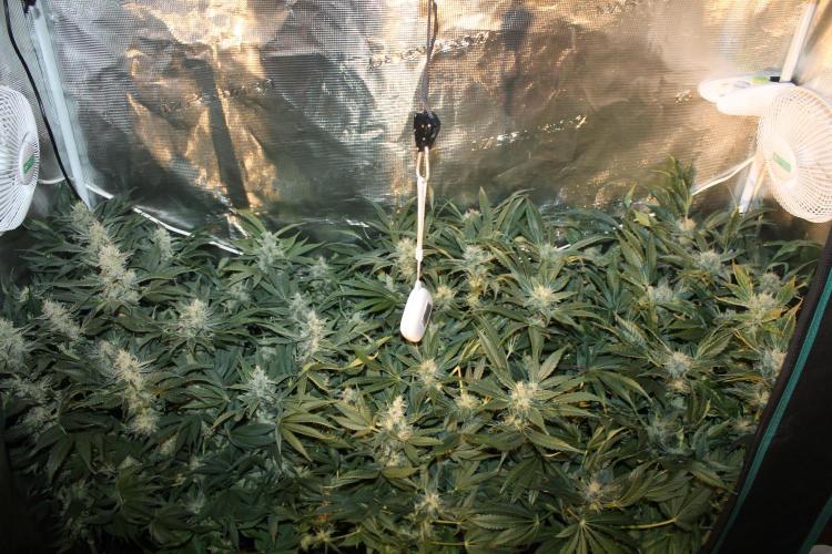 Frozen Black Cherry (Anesia Seeds). Week 13 - Day 86 - Day 52 on 12/12