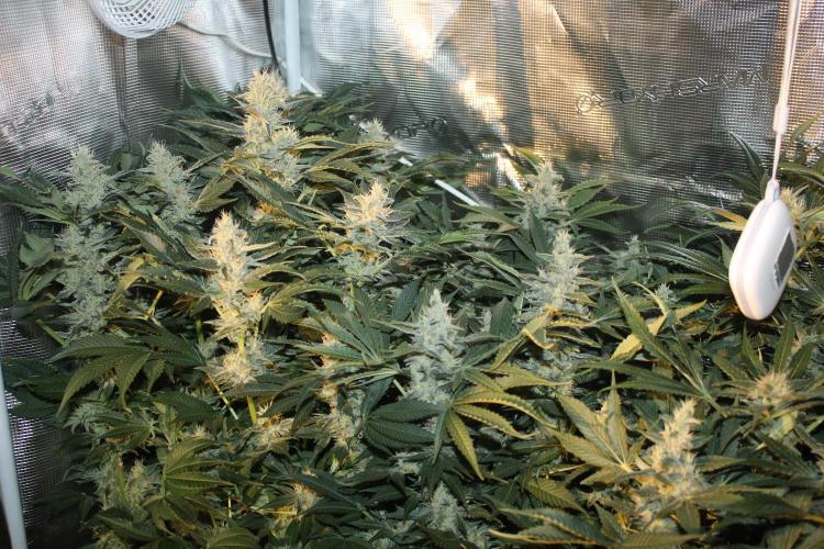Frozen Black Cherry (Anesia Seeds). Week 13 - Day 86 - Day 52 on 12/12
