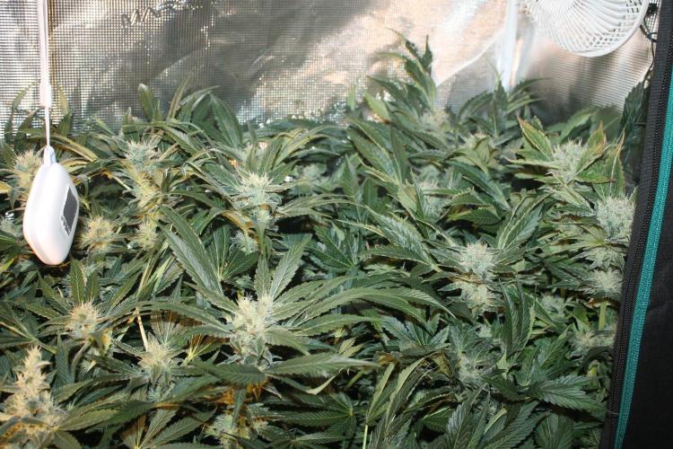 Frozen Black Cherry (Anesia Seeds). Week 13 - Day 86 - Day 52 on 12/12
