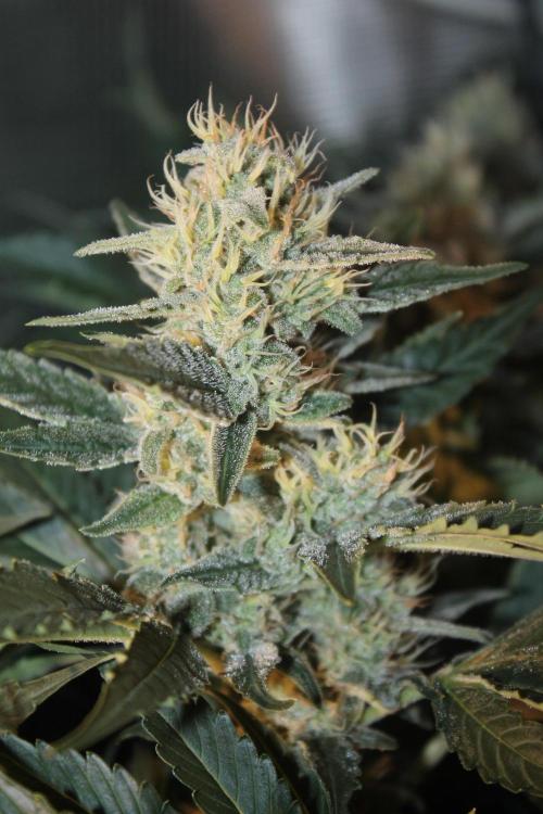 Frozen Black Cherry (Anesia Seeds). Week 13 - Day 86 - Day 52 on 12/12