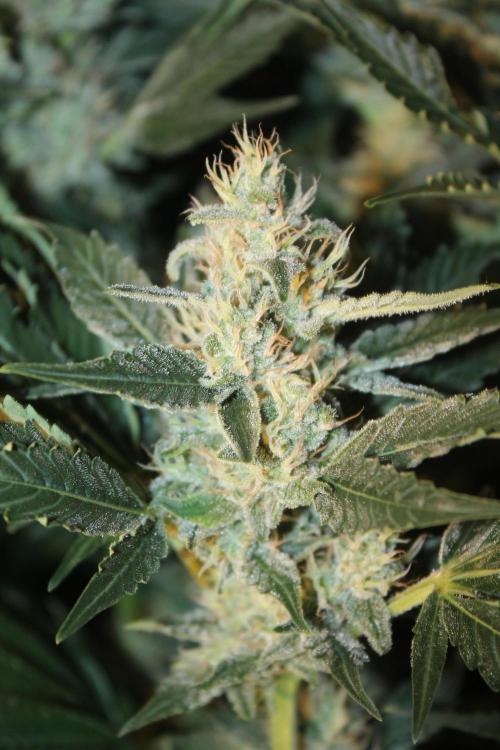 Frozen Black Cherry (Anesia Seeds). Week 13 - Day 86 - Day 52 on 12/12
