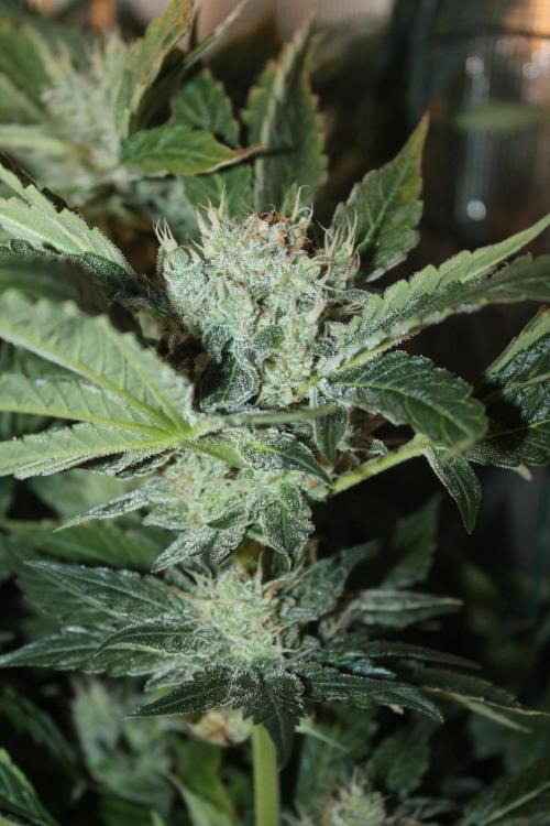 Frozen Black Cherry (Anesia Seeds). Week 13 - Day 86 - Day 52 on 12/12