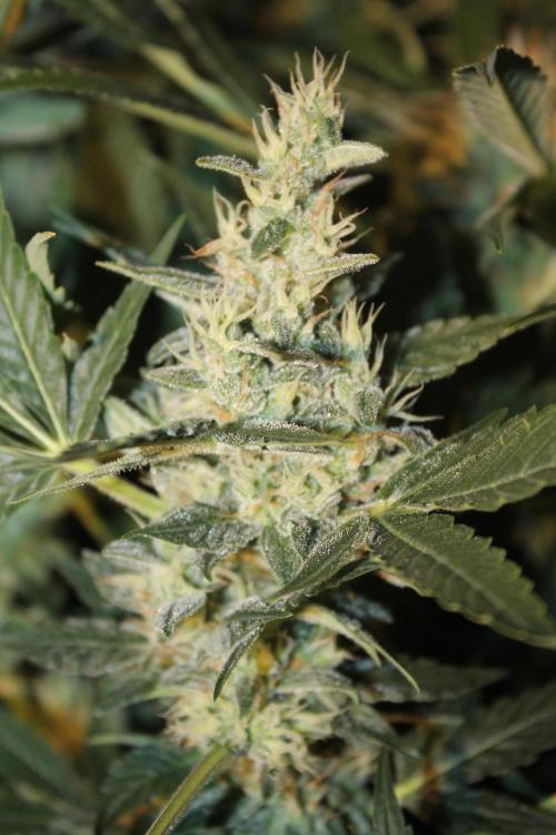 Frozen Black Cherry (Anesia Seeds). Week 13 - Day 86 - Day 52 on 12/12