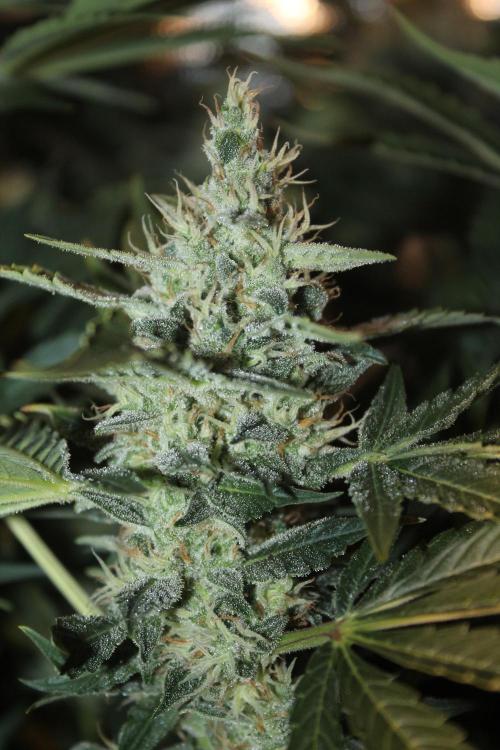Frozen Black Cherry (Anesia Seeds). Week 13 - Day 86 - Day 52 on 12/12