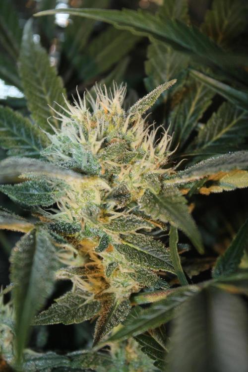 Frozen Black Cherry (Anesia Seeds). Week 13 - Day 86 - Day 52 on 12/12