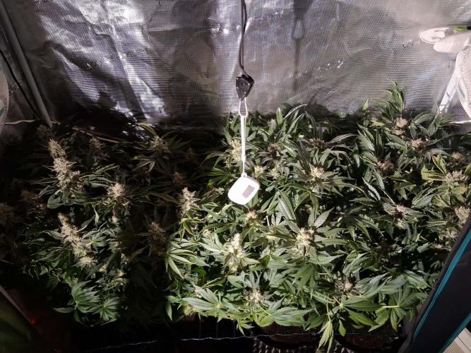 Frozen Black Cherry (Anesia Seeds). Week 13 - Day 90 - Day 56 on 12/12