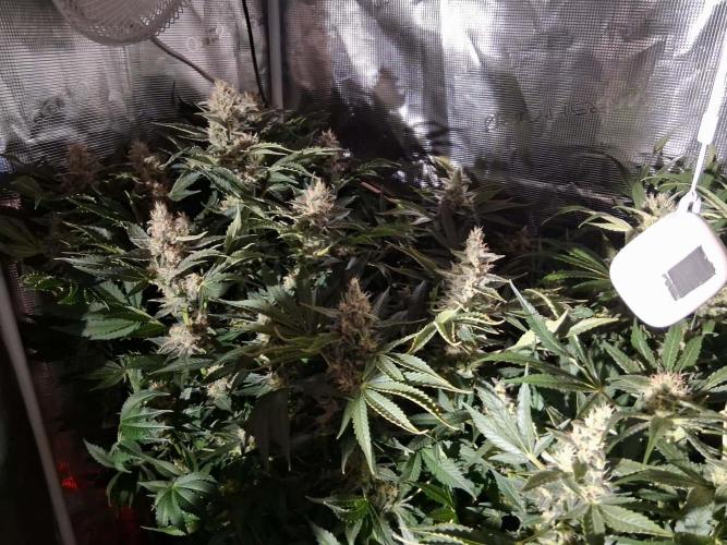 Frozen Black Cherry (Anesia Seeds). Week 13 - Day 90 - Day 56 on 12/12
