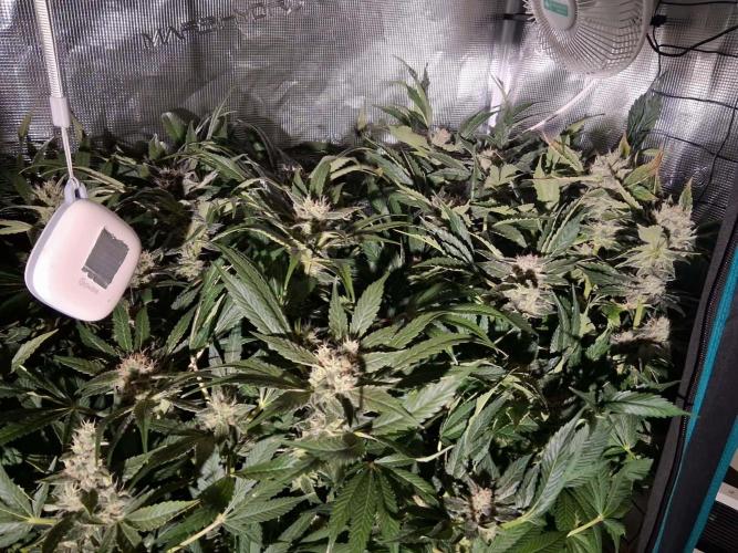 Frozen Black Cherry (Anesia Seeds). Week 13 - Day 90 - Day 56 on 12/12
