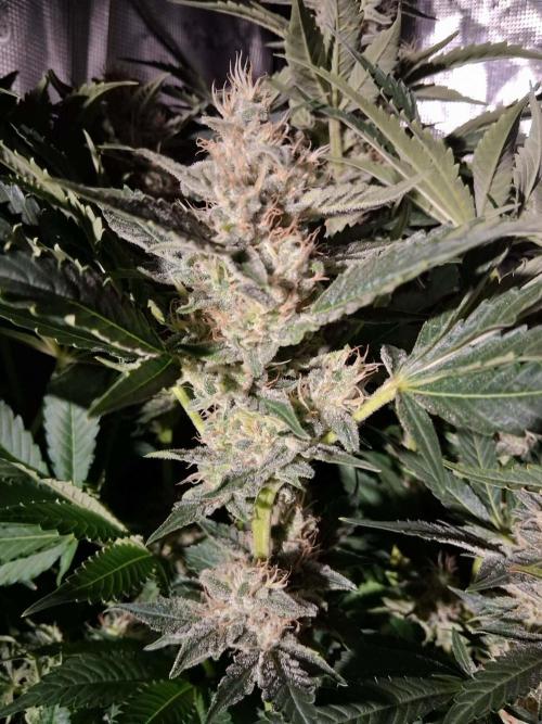 Frozen Black Cherry (Anesia Seeds). Week 13 - Day 90 - Day 56 on 12/12