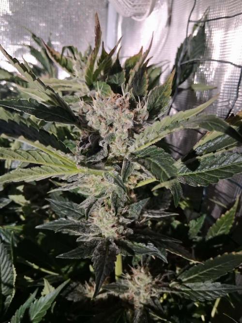 Frozen Black Cherry (Anesia Seeds). Week 13 - Day 90 - Day 56 on 12/12