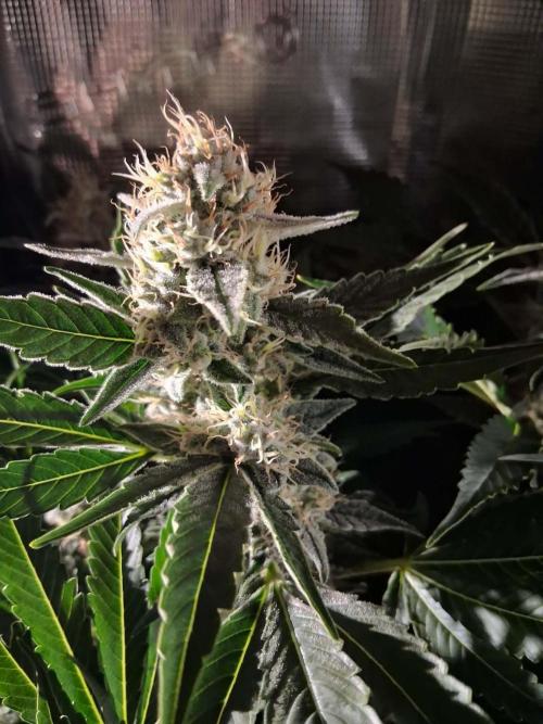 Frozen Black Cherry (Anesia Seeds). Week 13 - Day 90 - Day 56 on 12/12