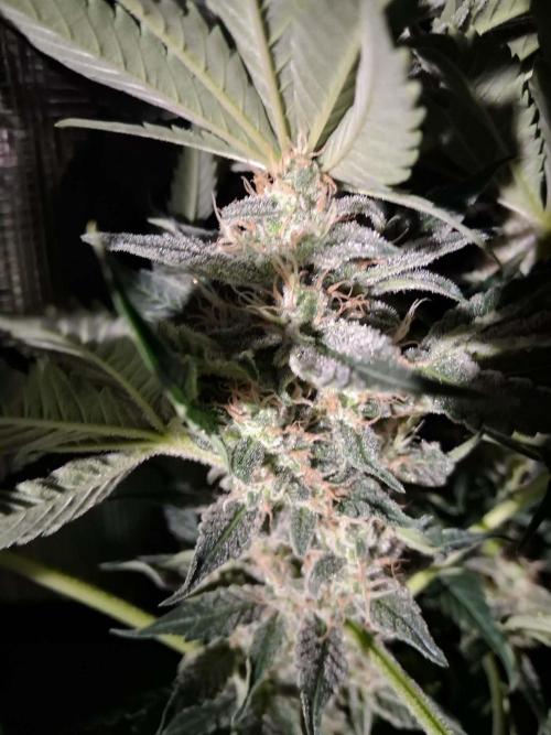 Frozen Black Cherry (Anesia Seeds). Week 13 - Day 90 - Day 56 on 12/12