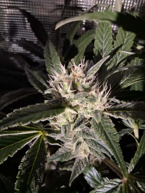 Frozen Black Cherry (Anesia Seeds). Week 13 - Day 90 - Day 56 on 12/12