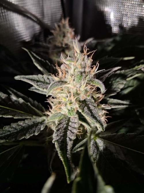 Frozen Black Cherry (Anesia Seeds). Week 13 - Day 90 - Day 56 on 12/12
