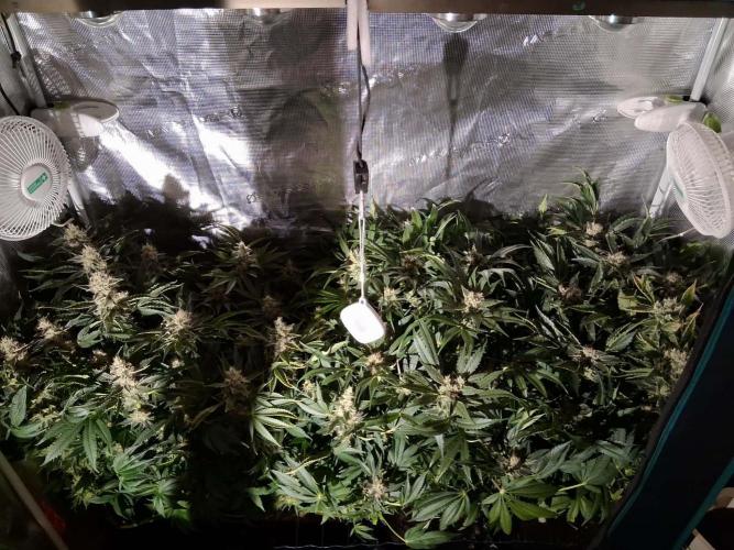 Frozen Black Cherry (Anesia Seeds). Week 14 - Day 93 - Day 59 on 12/12
