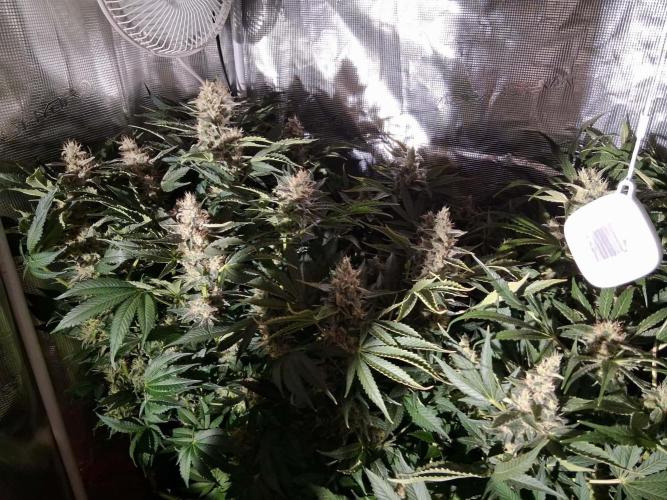 Frozen Black Cherry (Anesia Seeds). Week 14 - Day 93 - Day 59 on 12/12
