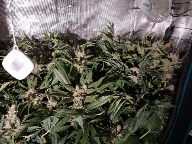Frozen Black Cherry (Anesia Seeds). Week 14 - Day 93 - Day 59 on 12/12
