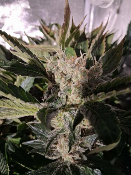 Frozen Black Cherry (Anesia Seeds). Week 14 - Day 93 - Day 59 on 12/12
