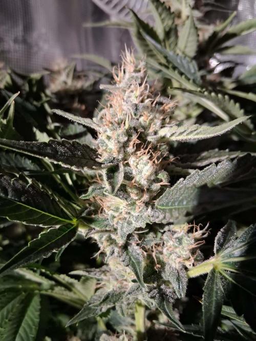 Frozen Black Cherry (Anesia Seeds). Week 14 - Day 93 - Day 59 on 12/12
