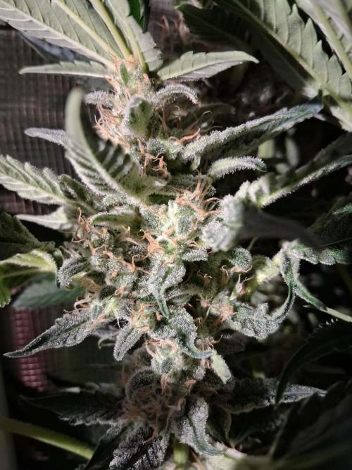 Frozen Black Cherry (Anesia Seeds). Week 14 - Day 93 - Day 59 on 12/12
