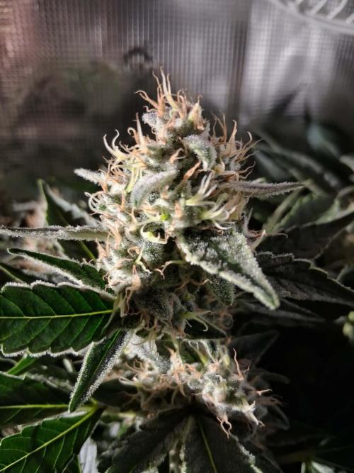 Frozen Black Cherry (Anesia Seeds). Week 14 - Day 93 - Day 59 on 12/12
