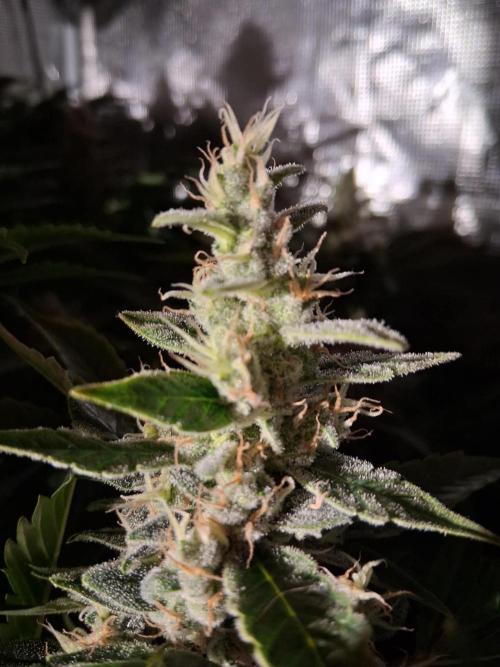 Frozen Black Cherry (Anesia Seeds). Week 14 - Day 93 - Day 59 on 12/12
